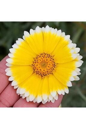 10 Adet Sarı-beyaz Layia Çiçek Tohumu thmcmthm498