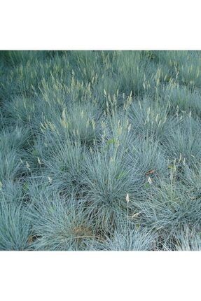 Mavi Çim Festuca Glauca ( Saksılı ) 02536588996