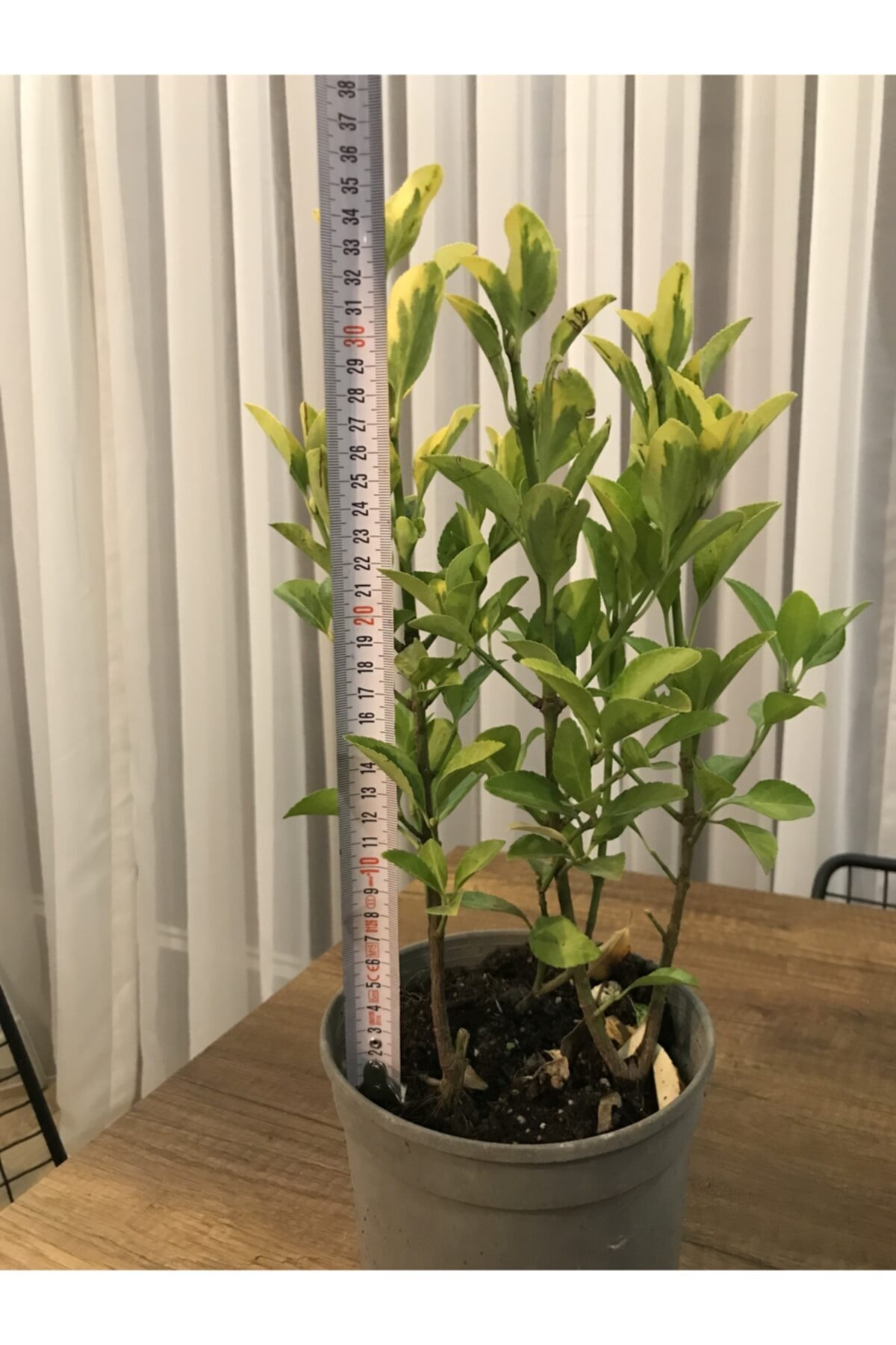 Altunı Taflan 25-35cm 2