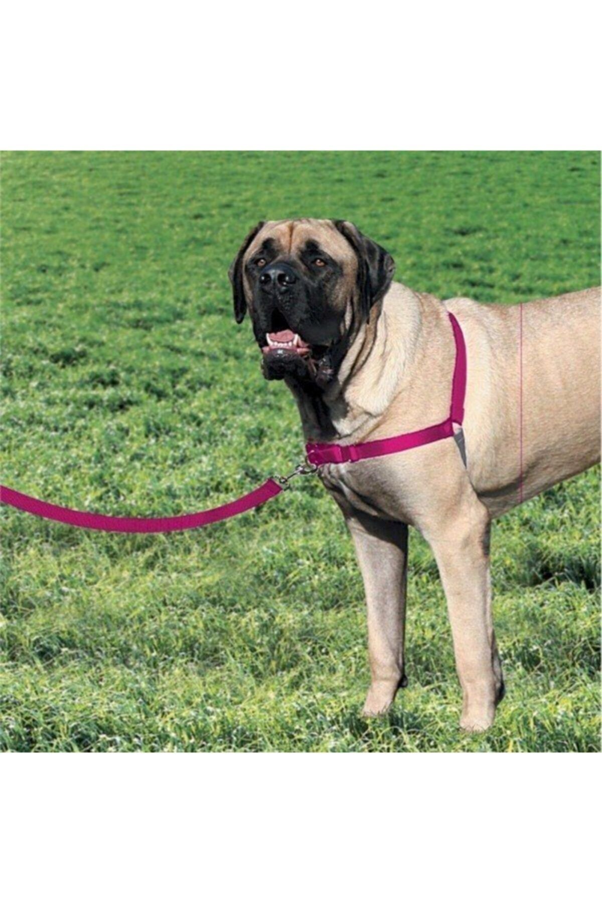Pet Safe Dog Collars Trendyol