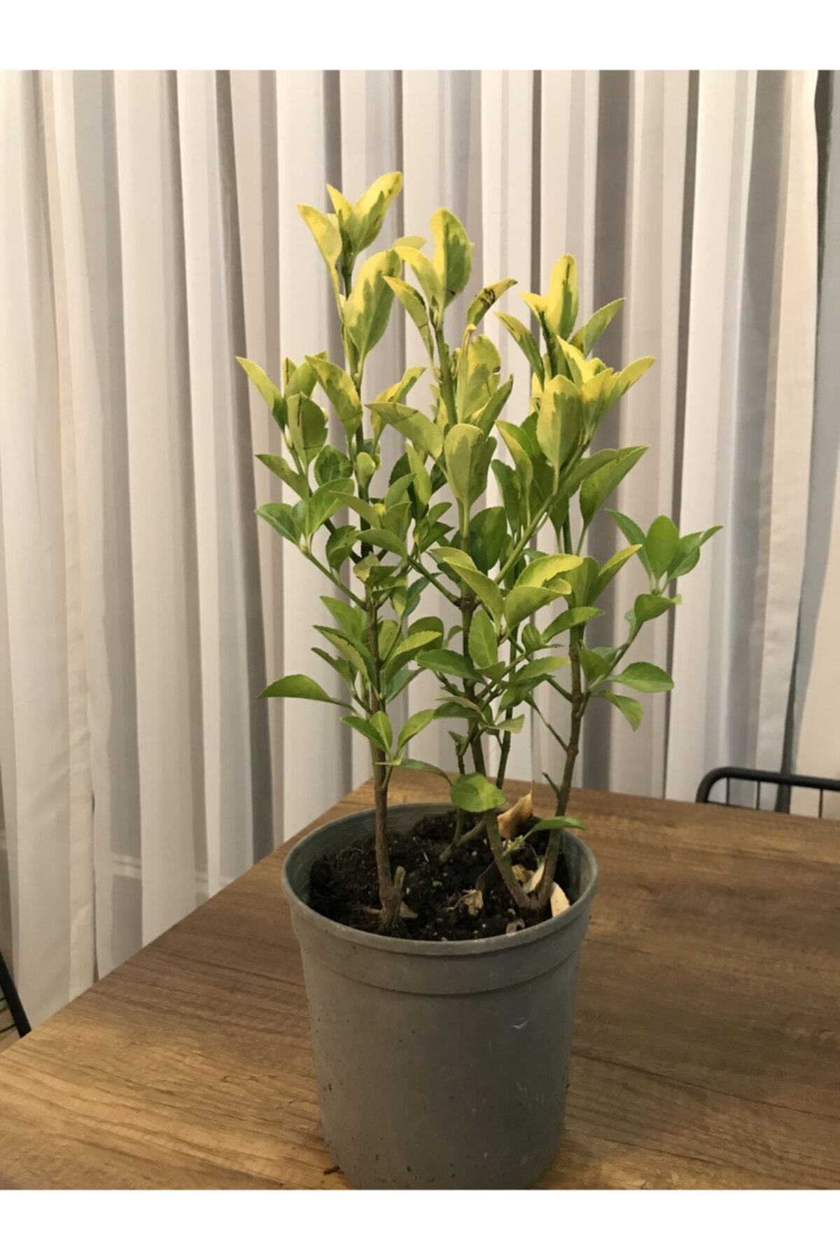Altunı Taflan 25-35cm 3