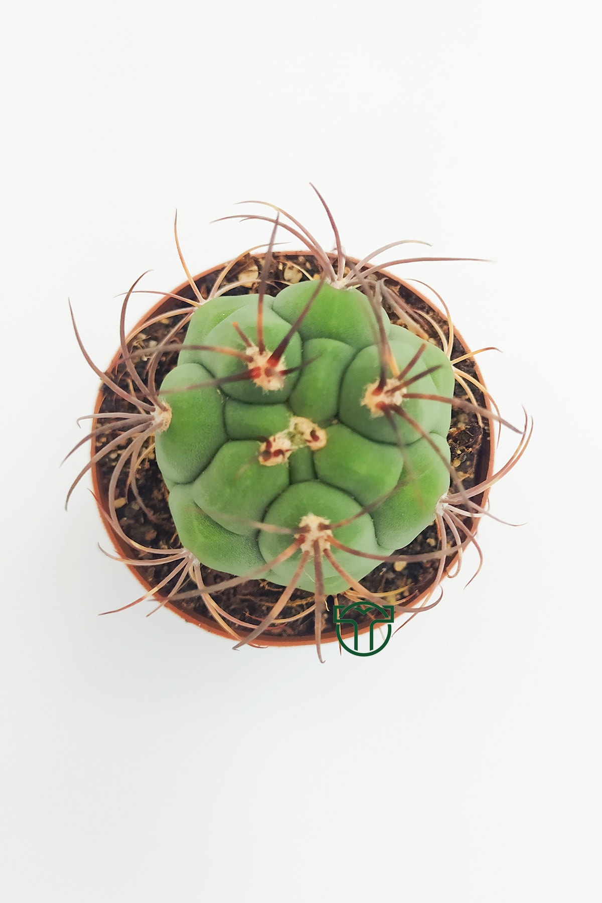 Gymnocalycium Marquezii 5.5 Cm Saksıda 2