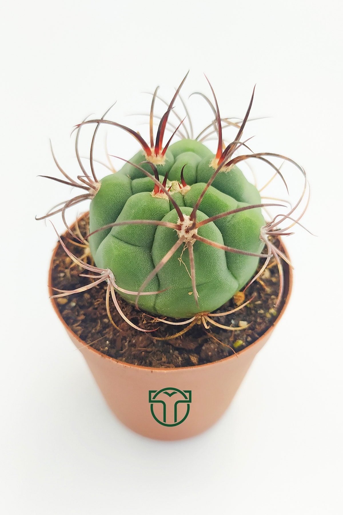 Gymnocalycium Marquezii 5.5 Cm Saksıda 3