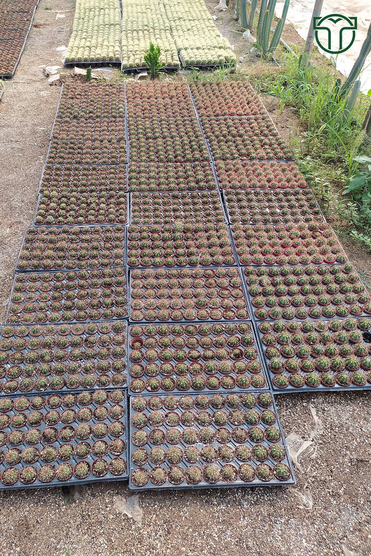 Gymnocalycium Marquezii 5.5 Cm Saksıda 4