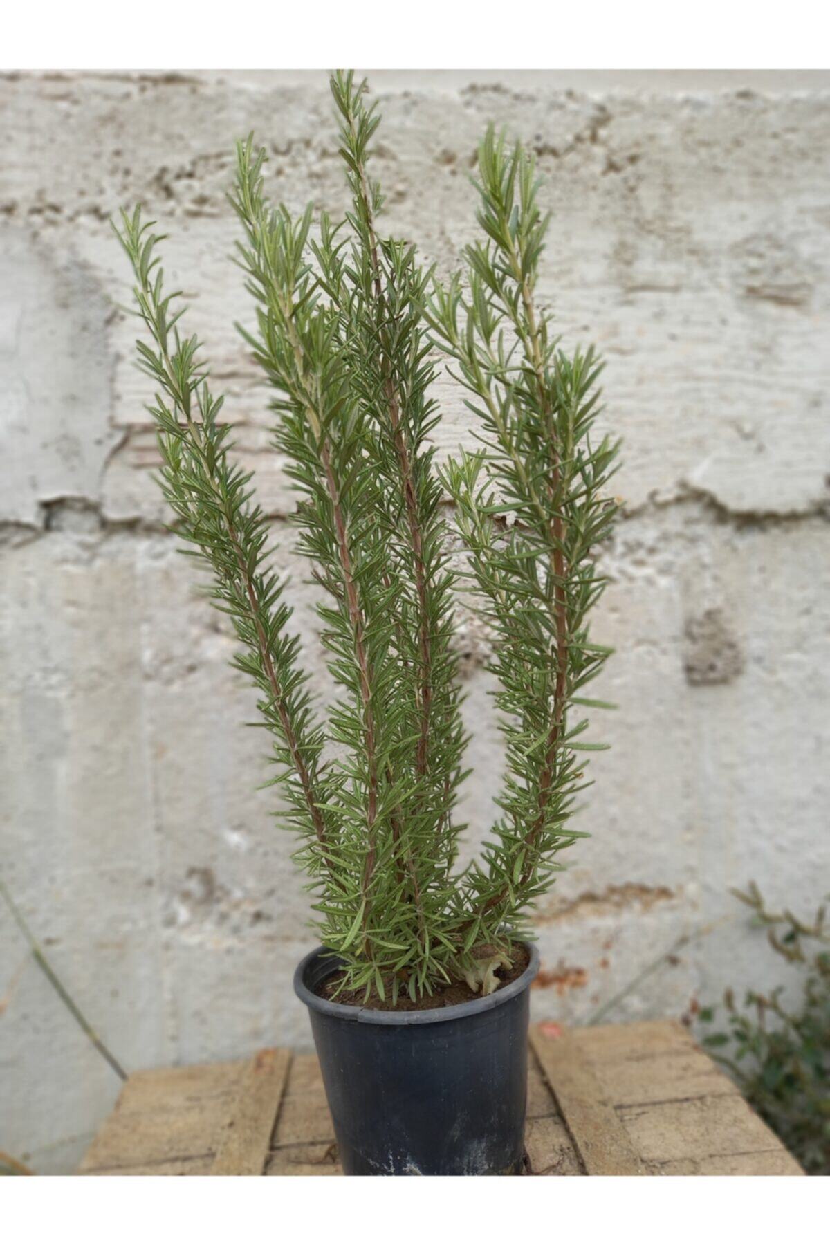 Biberiye Fidanı /30 40 cm