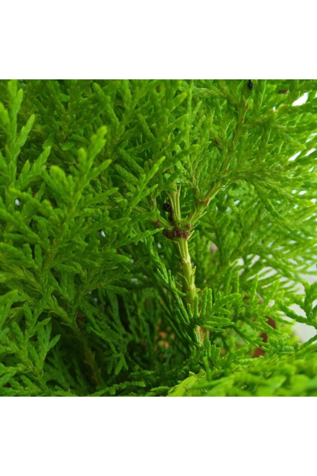 Tüplü Herdem Yeşil Çit Mazı Fidanı 30-50 cm 2