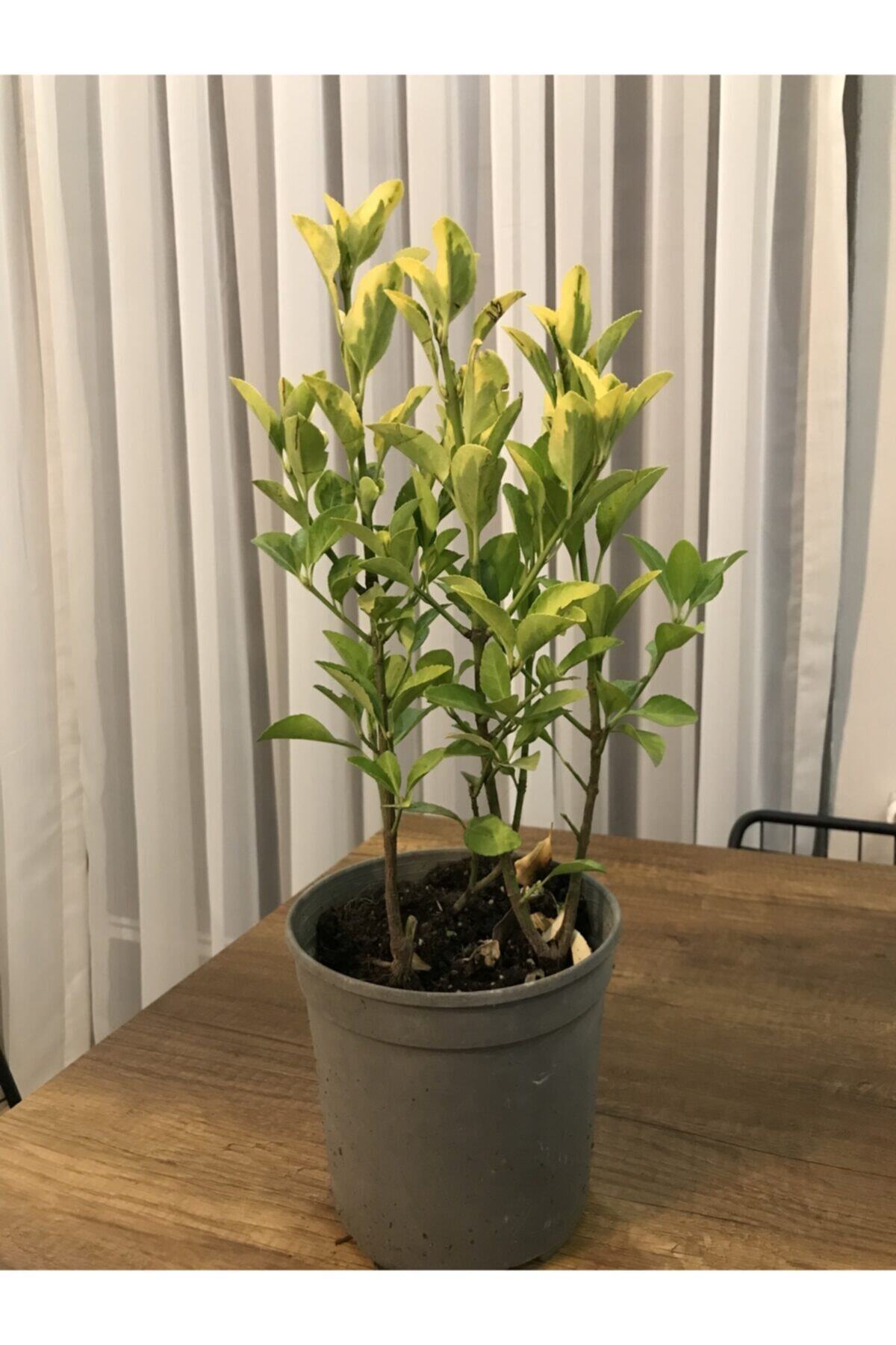Altunı Taflan 25-35cm