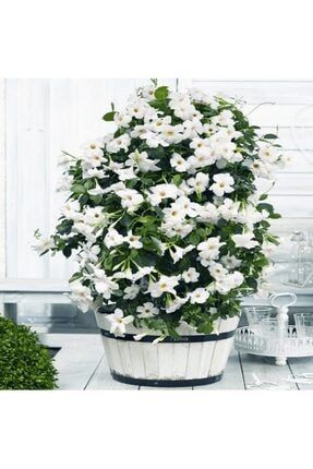 Tüplü Beyaz Çiçekli Mandevilla Çiçeği Fidanı (60-100 Cm) FGHLMQT8