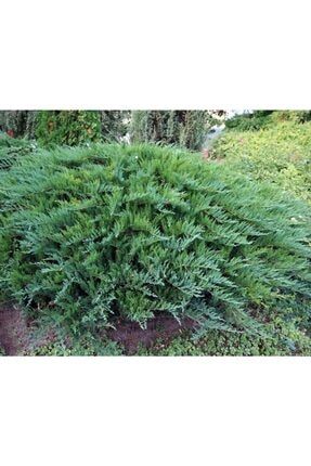Sabin Ardıç Fidanı 50_60 Cm Juniperus Sabina sdsddfdsffe3333