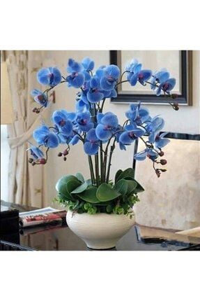 10 Adet Mavi Orkide Tohumu dmjts9639