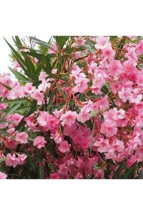 Zakkum Çiçeği Fidanı 30-50 Cm 1 Adet Nerium Oleander 01zakkum