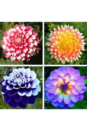 25 Adet Karışık Renk Dahlia Yıldız Çiçeği Tohumu ve 10 Adet Karışık Renk Lale Çiçek Tohumu 25KDT
