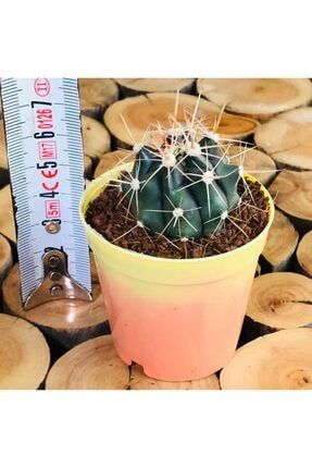 Ferocactus Horridus Dikenleri Renk Değiştiren Kaktüs Bitki 26993085