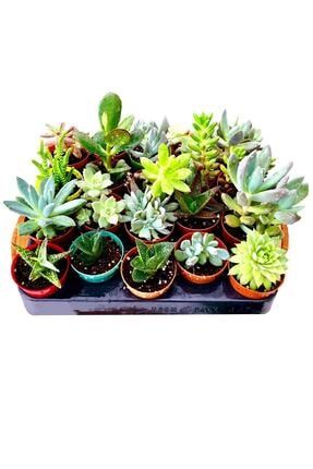 Farmlife Tohum 9 Adet 9 Cesit Sempervivum Sukulent Tohumu Trendyol