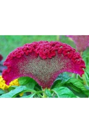 Horoz Ibiği Çiçeği Tohumu 15 Adet + Saksı + Torf - Set Horoz ibiği