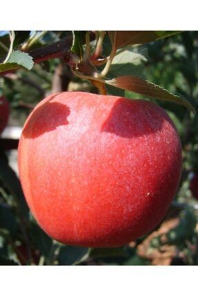 Gala Elma Fidan Yarı Bodur Tüplü,2 Yaş gala elma