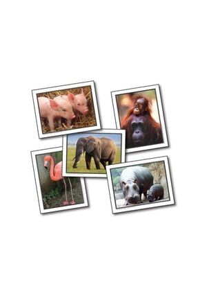 Favori Hayvan Öğrenme Kartları (ingilizce) KE-845011