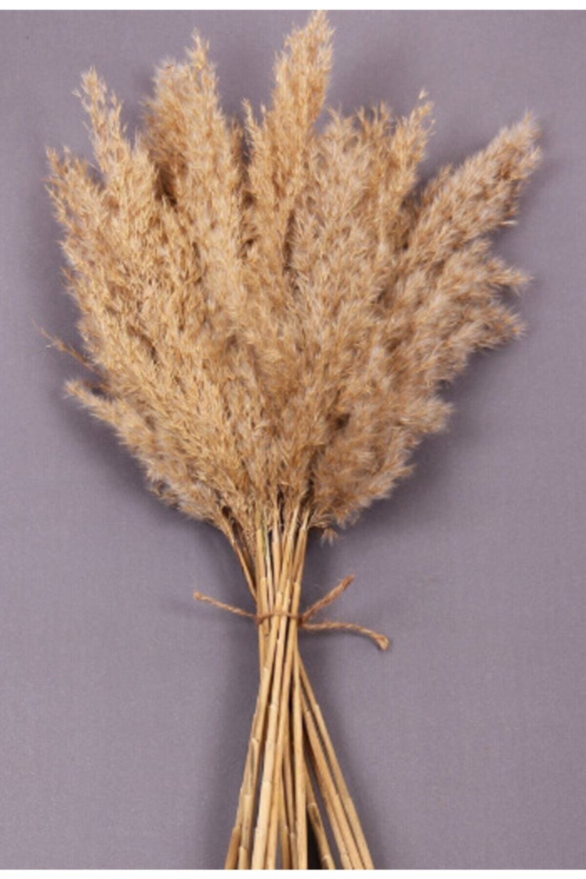 TROYA Naturel Kuru Çiçek Pampas 15 Adet 100 Cm Pms-naturel