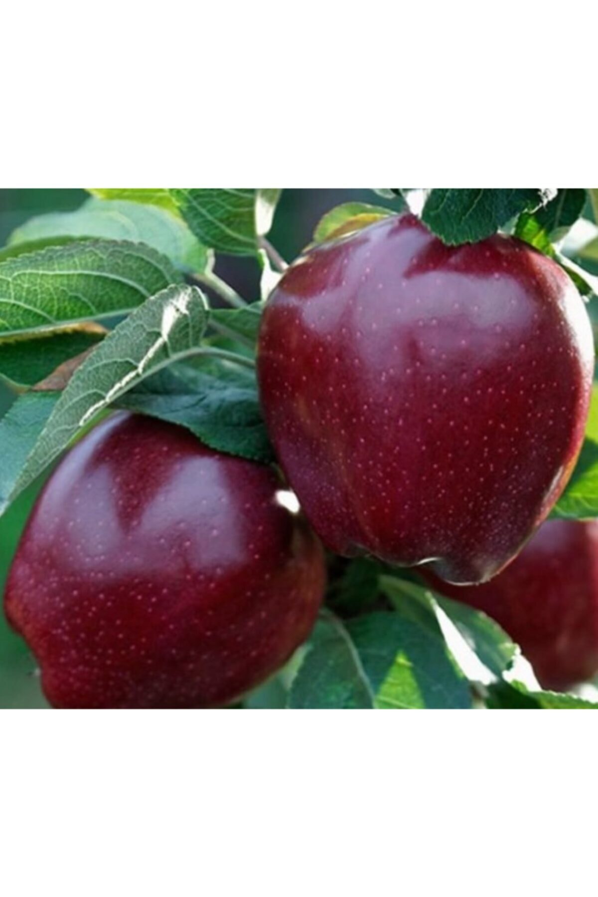 Сорт яблок ред чиф фото описание. Яблоки ред чиф делишес. Яблоня ред чиф. Сорт яблок ред чиф фото описание. Яблоня ред чиф.