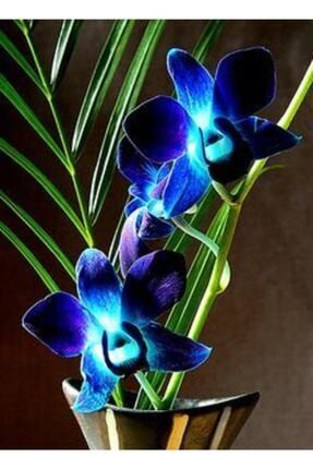 10 Adet Mavi Renk Orkide Tohum NLHUO