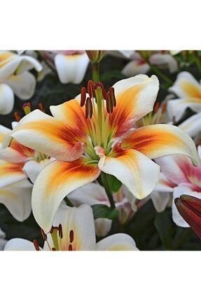 2 Adet Kokulu Zambak Lilyum Çiçek Soğanı-turuncu Kızıl Beyaz 98645321