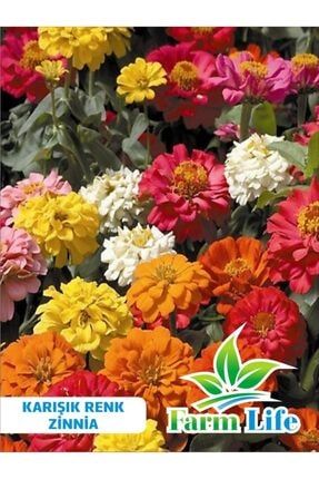 30 Adet Karışık Renkli Zinnia Çiçeği Tohumu 297