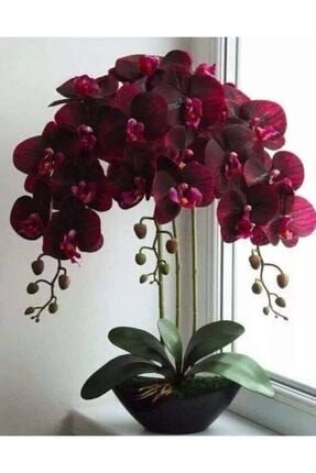 Kadife Kırmızı Renkli Orkide Çiçeği Tohumu10 15adet 74237789