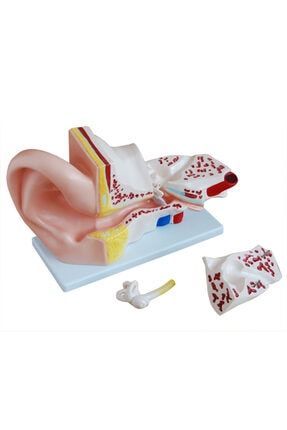 Kulak Modeli Kulak Maketi 4 Parçalı 00303A
