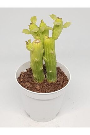 Euphorbia Bisellenbeckii Nadir Tür Kaktüs 5.5cm Saksılı TRD-183
