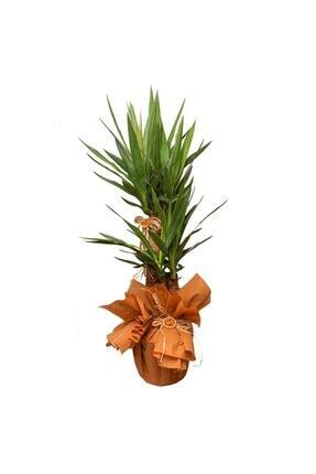 BitkiVizyon Yucca 2 Köklü Iç Mekan Bitkisi