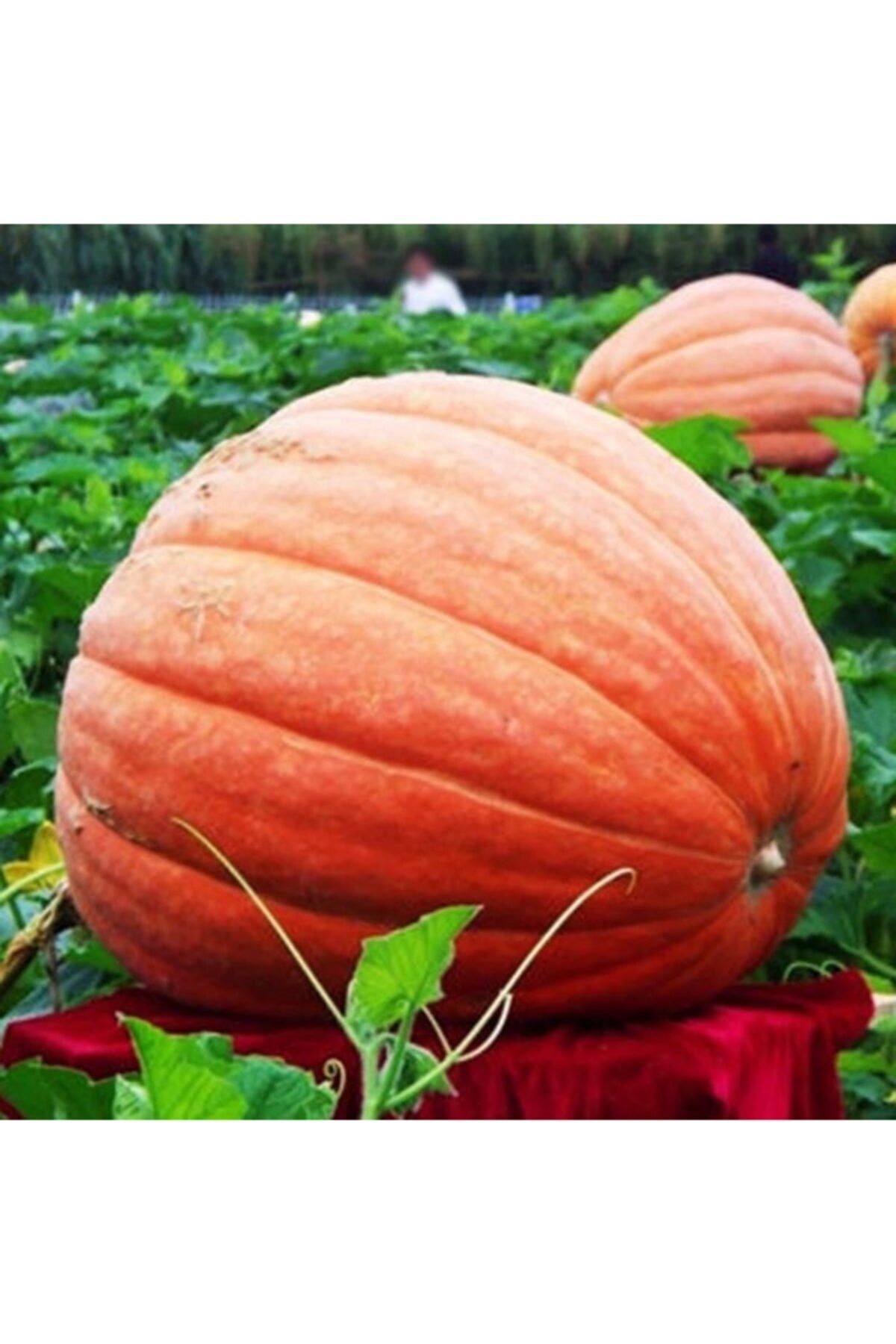 Купить Семена Гигантов