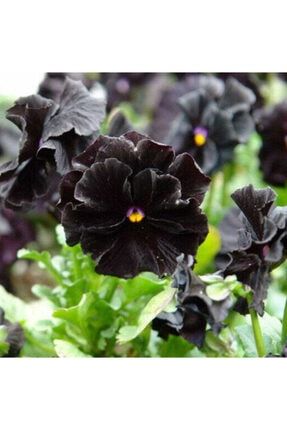 20 Adet Siyah Menekşe Tohumu çiçek615