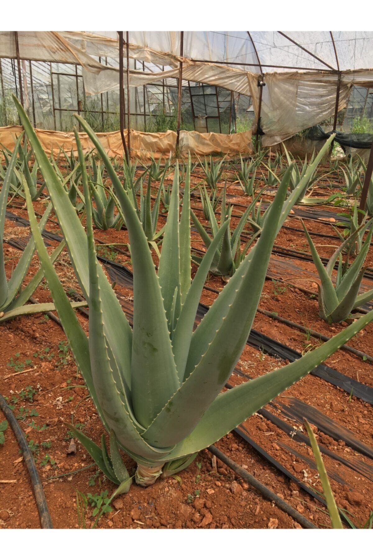 Aloe Vera Fidanı Tıbbi Sarısabır 35-40 cm 1 Yaş Köklü Saksısız