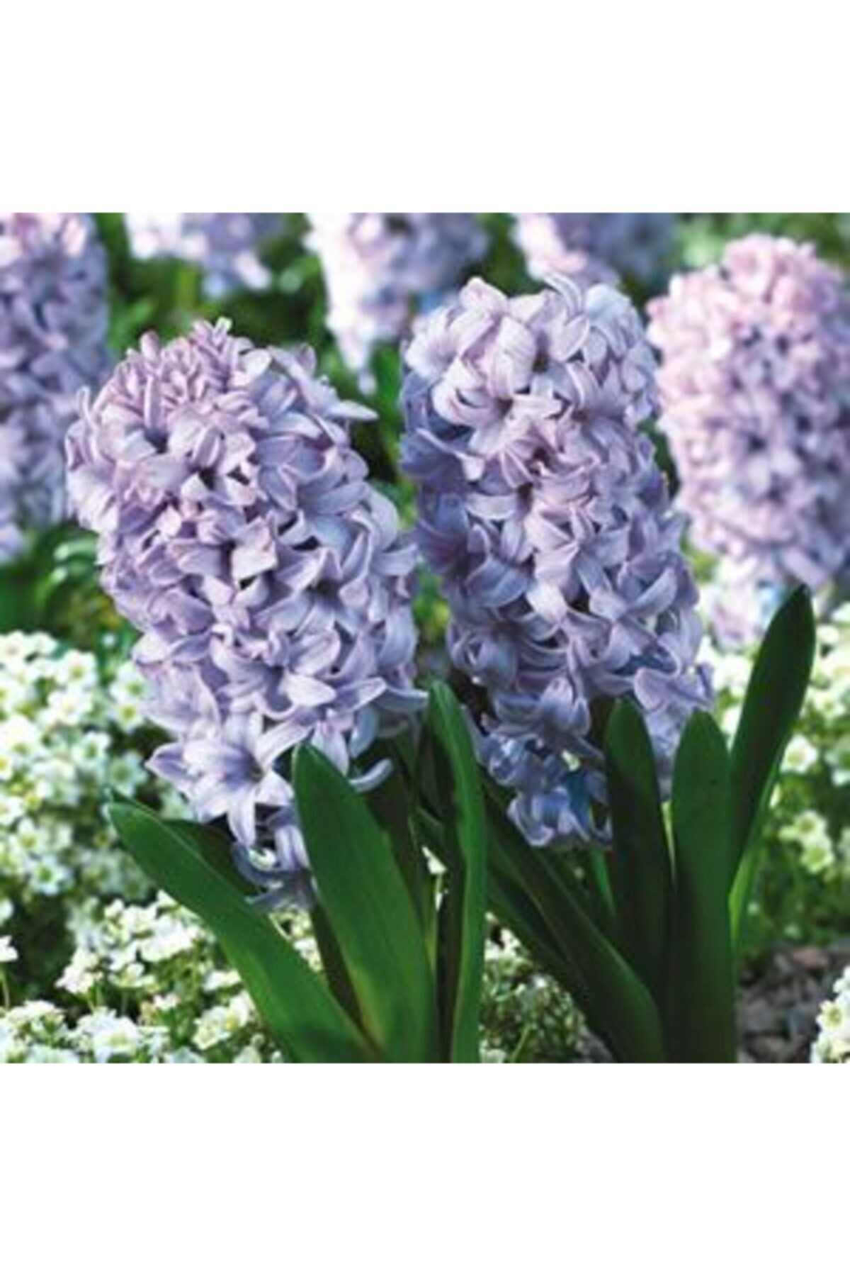 2 Scented Lilac Hyacinth Bulbs