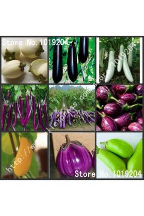 100 Adet 10 Çeşit Patlıcan Tohumu pylcn