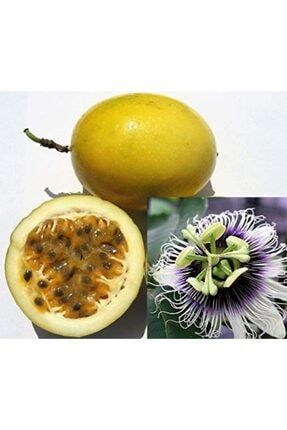 Sarı Passiflora Meyvesi (çarkıfelek) Tohumu (5 Tohum) VRPL6DB1EQpasssarı