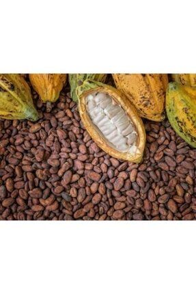 Organik Kakao Ağacı Tohumu kakao12