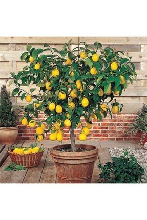 Bodur Yediveren Limon Ağacı Tohumu 00390