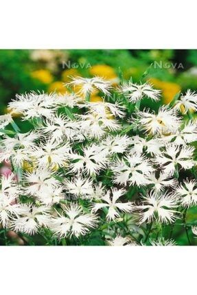 Dianthus Superbus White Bol Kokulu Karanfil Çiçeği Tohumu çiçek557