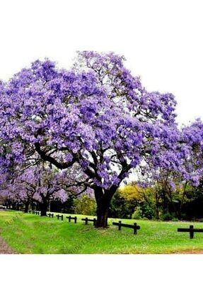 Paulownia Çin Kavağı Ağacı Tohumu 50 Adet ağaç1