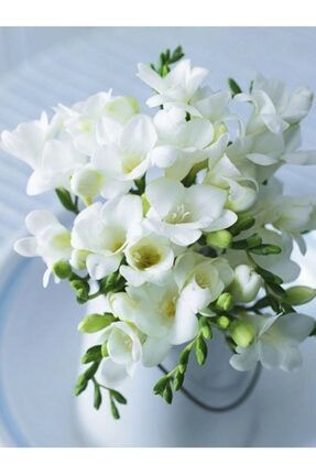 Beyaz Frezya Çiçeği Soğanı 10 Adet FDMRKT11168