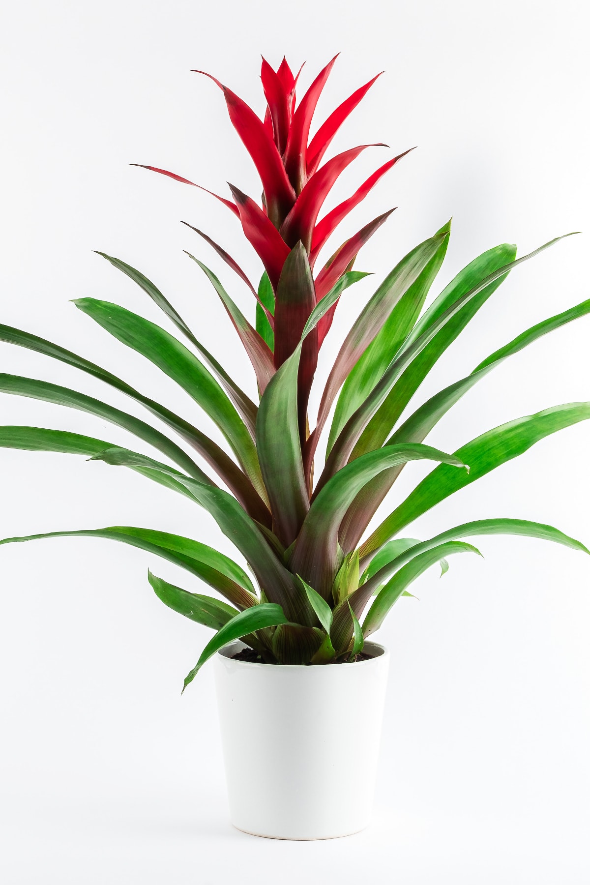 Guzmania Lounge Flower
