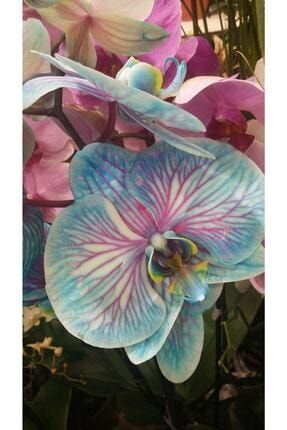 Gökkuşağı Damarlı Orkide Çiçeği Tohumu 10 15 Adet 51561123