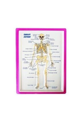 Kabartma Anatomi Levhası - Iskelet Sistemi A4 Boyutlu BBS566685