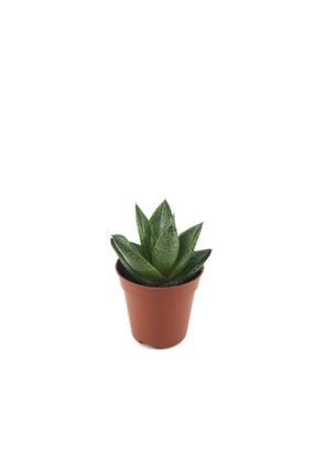 Gasteria Aloe 'tiga' - Sukulent Katüs Çiçeği PRA-5402752-0170