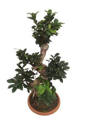 Ficus Microcarpa S Gövde 40-50 Cm BİTKİLOTIS547