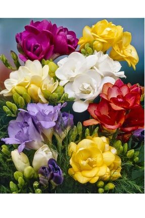 Karışık Renk Katmerli Frezya Çiçeği Soğanı 5 Adet VVZZ70