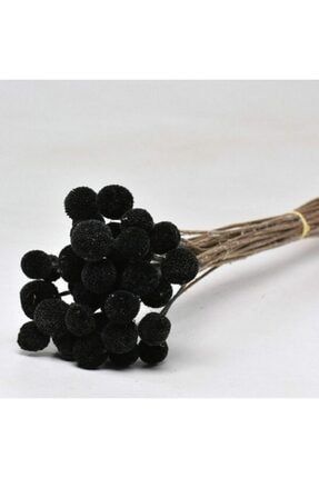 15 Adet Kuru Çiçek Şoklanmış Craspedia, Siyah (10-20 MM) Kuru Çiçek Craspedia Siyah