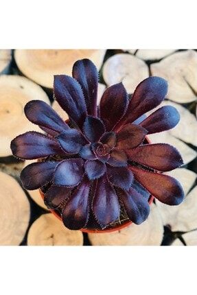 Büyük Boy Aeonium Arboreum Var Succulent Saksı Dolusu Siyah Renkli Sukulent PRA-5400825-2338