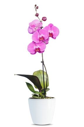 Phalaenopsis Bella Tek Dallı Mor Orkide 120160-2